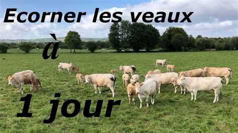 Ecorner les veaux à un jour au pré dans un élevage de vaches