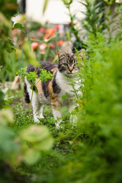 Cat Jumping High Stock Photos, Pictures & Royalty-Free Images - iStock