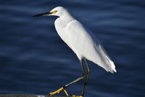 400+ Best Everglades Photos · 100% Free Download · Pexels Stock Photos