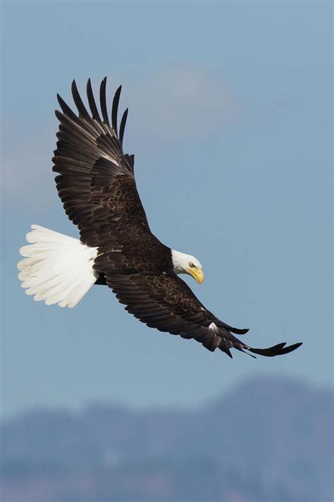 Bald Eagles Flying Photograph by Ken Archer - Pixels