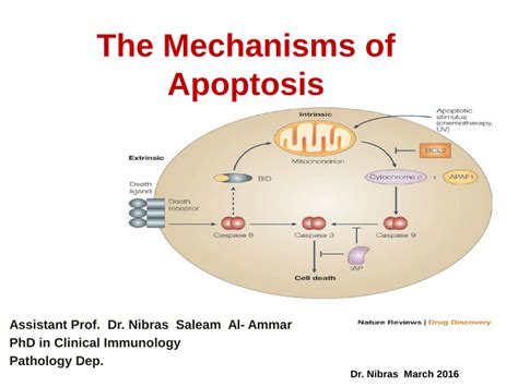 Mechanism Of Apoptosis