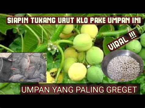 Edan Bikin Pegel Tangan Dengan Racikan Umpan Bawal Paling Jitu Ini