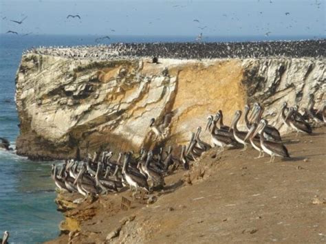 Descubre el SUELDO de GESTORES Marinos en PERÚ