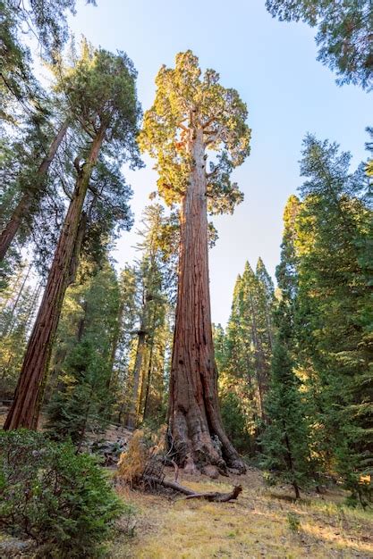 Floresta De Sequ Ias Gigantes Floresta Nacional De Sequoia Na