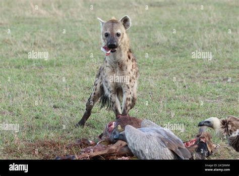 Spotted Hyena Crocuta Crocuta Feeding On A Wildebeest Carcass In The