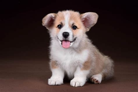 Pembroke Welsh Corgi Puppies Are Furrrever Furry Babies