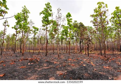 drought dry dipterocarp forest mixed forest stock photo