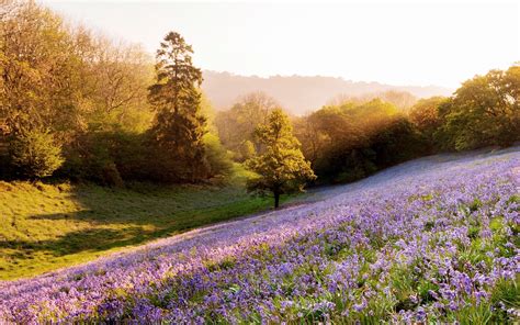 Lavender Field Wallpaper - WallpaperSafari