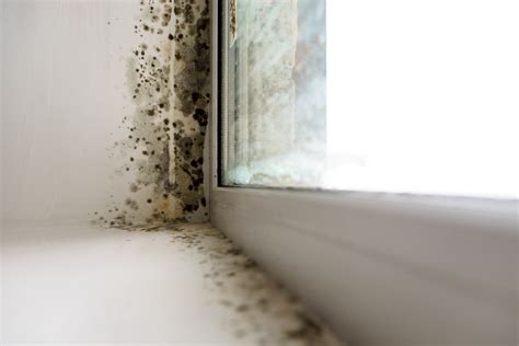 Mold Risks In Florida Homes Hurricane Season Eta Mold