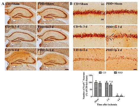 Immunohistochemical Staining For Neuronal Nuclei Neun In The Whole