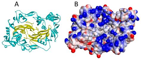 Molecules Free Full Text Heparin Heparan Sulphate And The Tgf