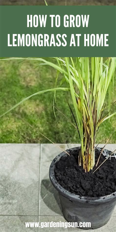 How To Grow Lemongrass At Home Grow Lemongrass Planting Herbs Outdoor Herb Garden