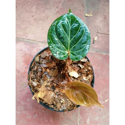 Jual Tanaman Hias Anthurium King Of Spades Hu Original Real Pick