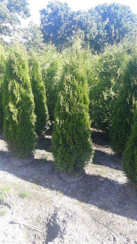 Lebensbaum Smaragd Thuja Occidentalis Kaufland De