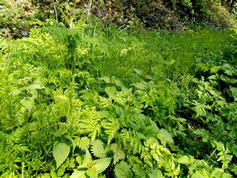 Excursie Eetbare Wilde Planten Ware Natuur