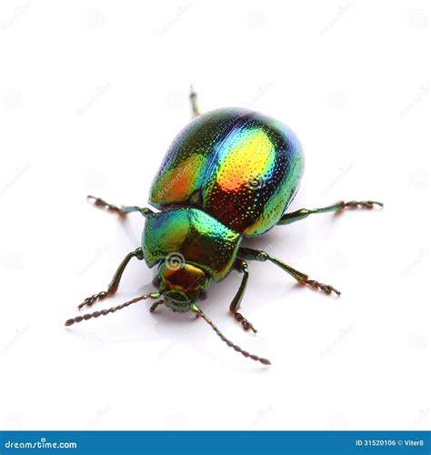 Mint Leaf Beetle Chrysolina Herbacea Isolated On White Stock Photo