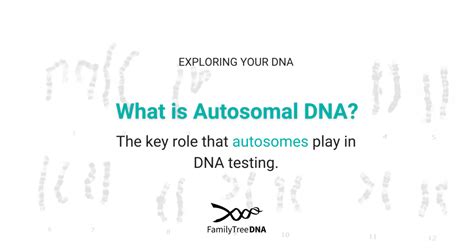 What is Autosomal DNA? - FamilyTreeDNA Blog