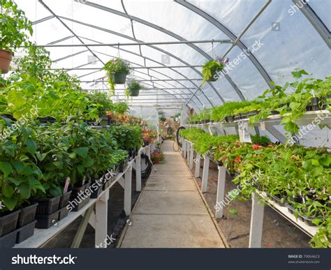 Inside Commercial Plastic Covered Horticulture Greenhouse Of Garden ...