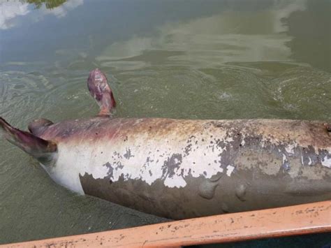 Descartan Muerte De Manatíes En Tabasco Por Contaminación Excélsior