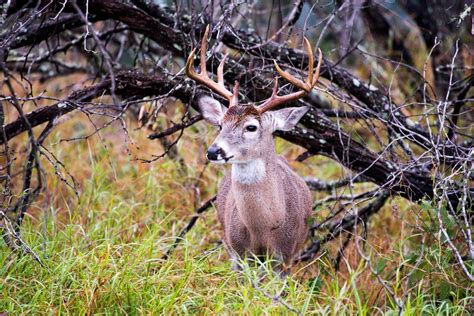 Choke Canyon State Park In Calliham, TX | America's State Parks