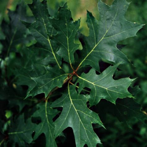 Quercus Rubra