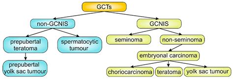 Seminoma Testicular Cancer