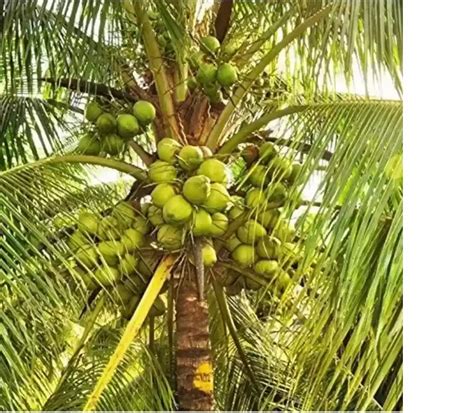 Green West Coast Tall Full Sun Exposure Coconut Plants For Outdoor