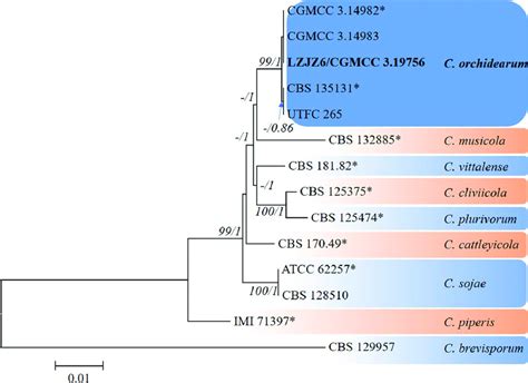 Phylogram Tree Resulting From A Maximum Likelihood Analysis Based On