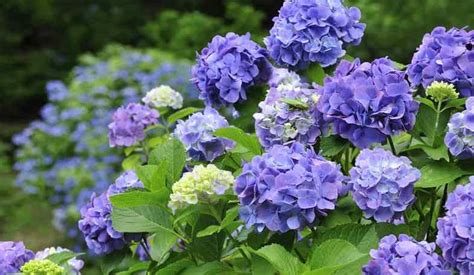 How To Change The Colour Of Hydrangeas