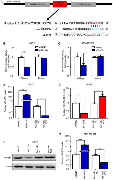 MicroRNA133b targets TGFβ receptor I to inhibit TGFβinduced