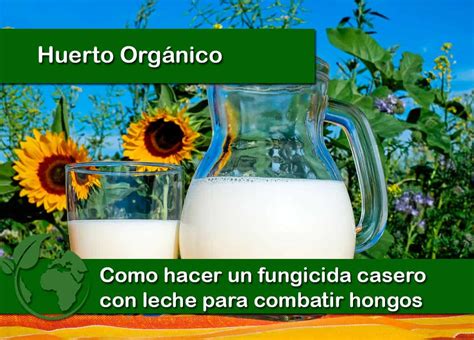 Como Hacer Un Fungicida Casero Con Leche Para Hongos Huerta Orgánica