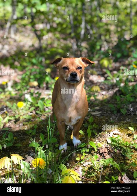 Chihuahua Mix Dachshund Fotos Und Bildmaterial In Hoher Auflösung Alamy