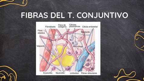 Tejido Conjuntivo Pdf