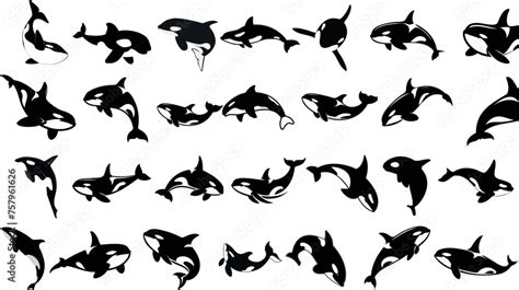 Orca Clipart Vector Illustration Killer Whale Orca Silhouette In