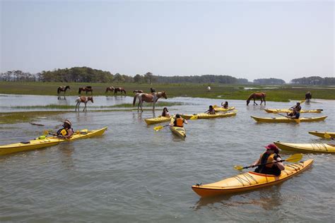 From Chincoteague Guided Kayak Tour To Assateague Island Getyourguide