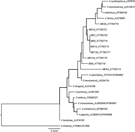 S Rrna Gene Dendrogram Inferred Using The Neighbour Joining Method