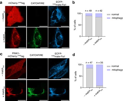 Fluorogenic Induced Recruitment Of PINK1 To Mitochondria Induces