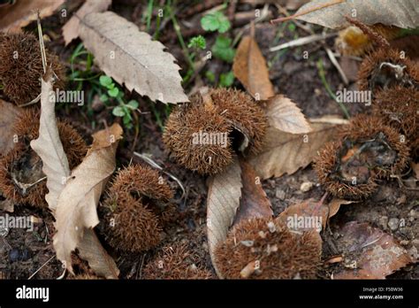 chestnut with shell Stock Photo - Alamy