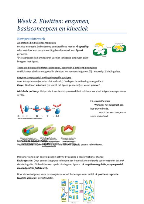 Chapter 4 Samenvatting Essential Cell Biology Week 2 Eiwitten