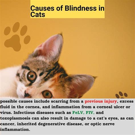 Causes of Blindness in Cats😢 | Cat injuries, Cats, Cat help