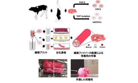 人工腱統合バイオプリント法により作製した細胞ファイバーの組織化による培養肉の創製 Engineered Whole Cut Meat