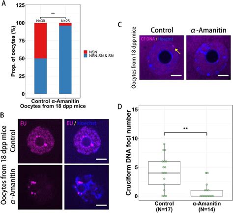 The Formation Of Cruciform Dna In Oocytes Is Transcription Dependent