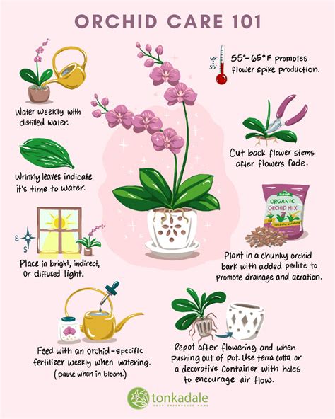 Orchid Care and Repotting - Tonkadale