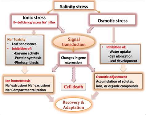 Diagrammatic Representation Of The Recovery Adaptation Mechanism