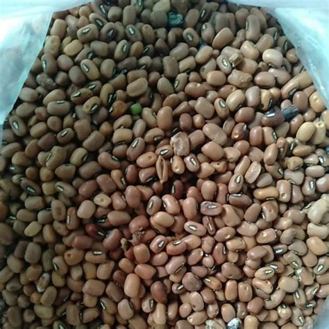 Jual Kacang Tunggak Tolo Dadap Shopee Indonesia