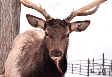 Poaching Rattles Up North Towns After Elks Comeback To ‘big Wild