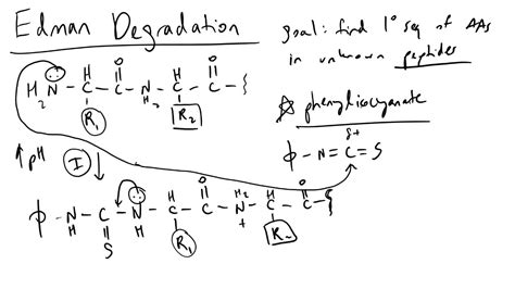 Edman Degradation Detailed Overview Youtube