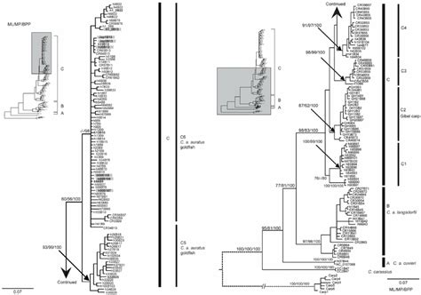 Matrilineal genealogy. The genealogical tree based on Bayesian ...