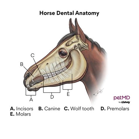 Horse Teeth: What You Need to Know | PetMD