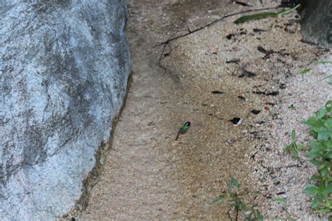 Xantus S Hummingbird From La Paz B C S M Xico On September